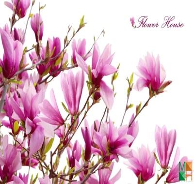 Tranh dán tường Hàn Quốc hoa mộc lan FW - 012
