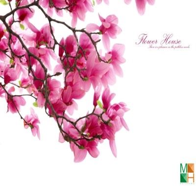 Tranh dán tường Hàn Quốc hoa mộc lan FW - 004